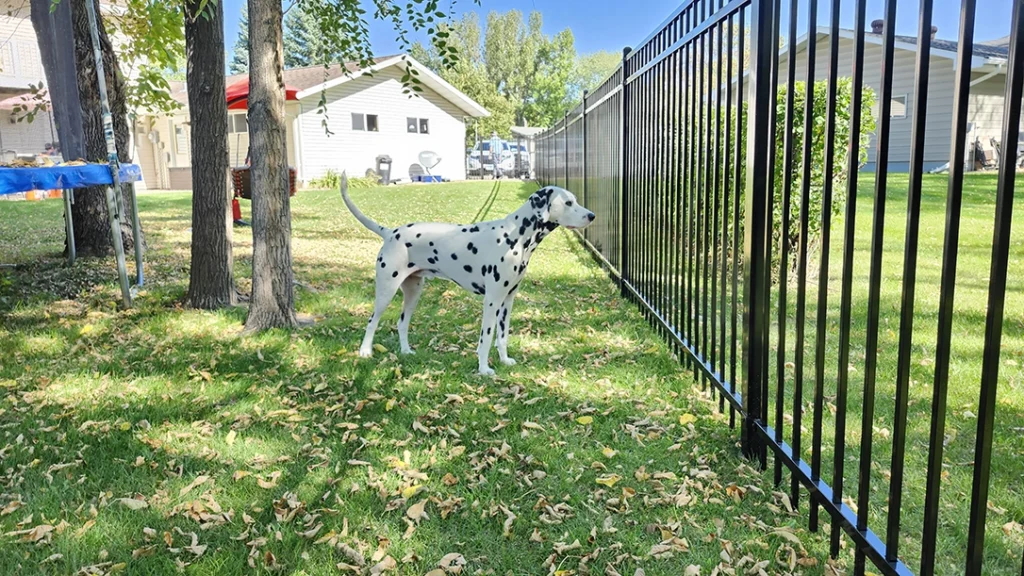 Black ornamental steel fence installed around a residential yard